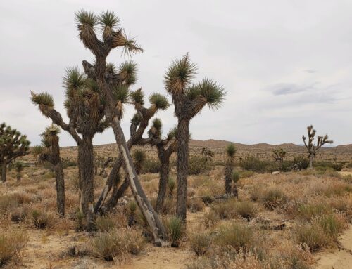 Rosamond Geotechnical